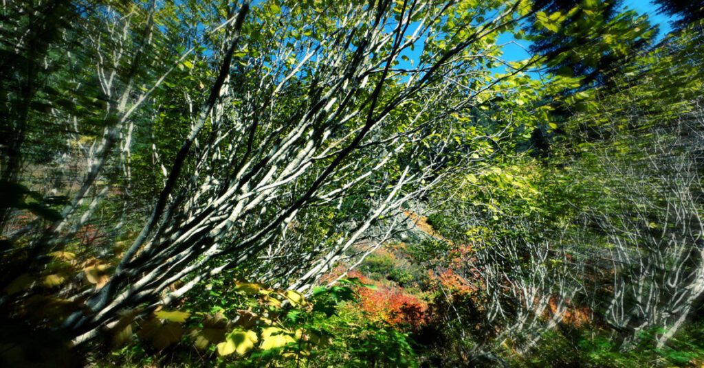 Best Hiking Trails Near Seattle